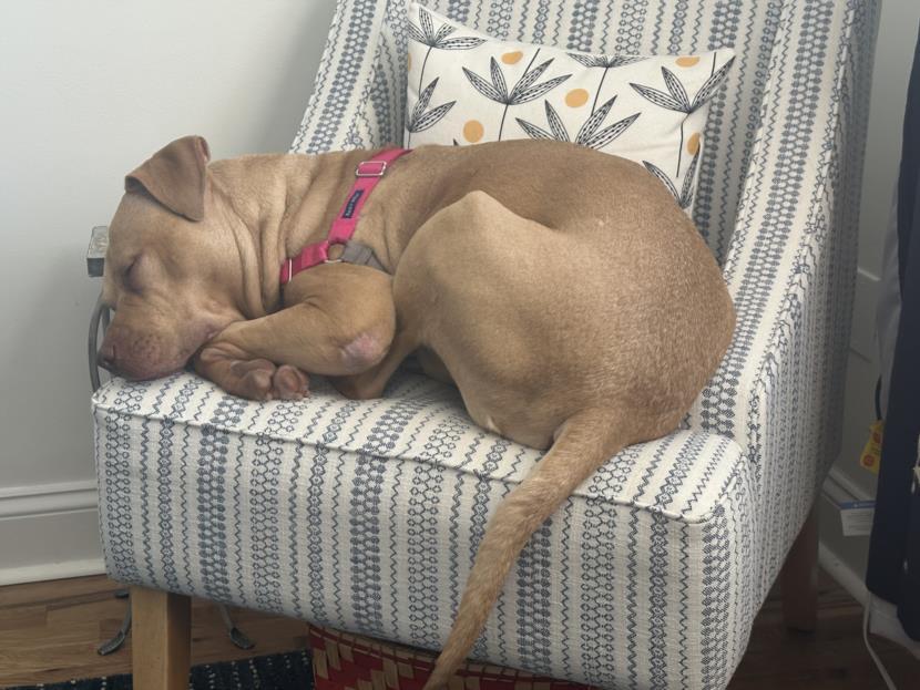 Enlarge CHESTER, a Adoptable Pit Bull Terrier in Chapel Hill, NC image 1/1