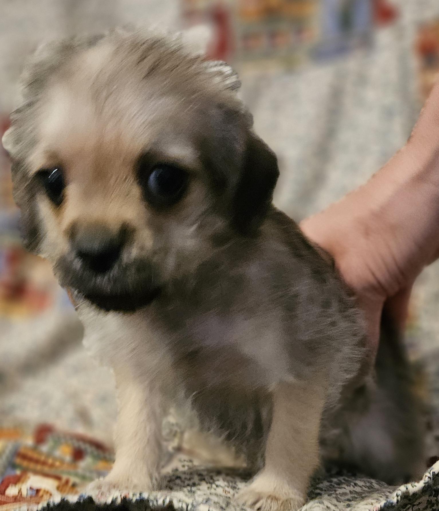 Lilly, Young Female Pug