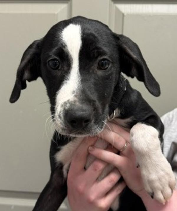 Enlarge Whimsy, a Adoptable mixed breed in Littleton, CO image 1/1