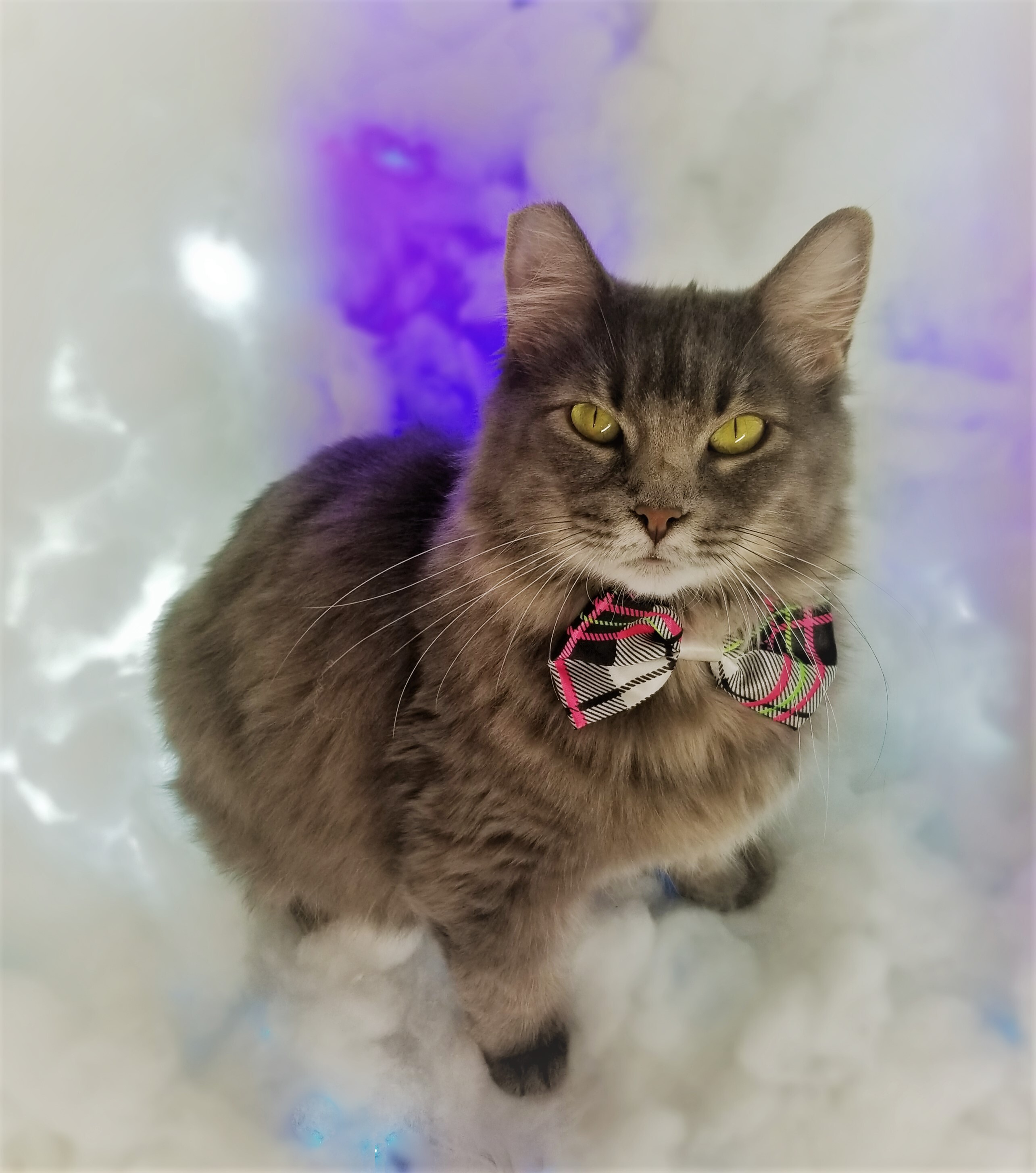 Enlarge Sissy, a Adoptable Domestic Long Hair in Vernon, TX image 1/4
