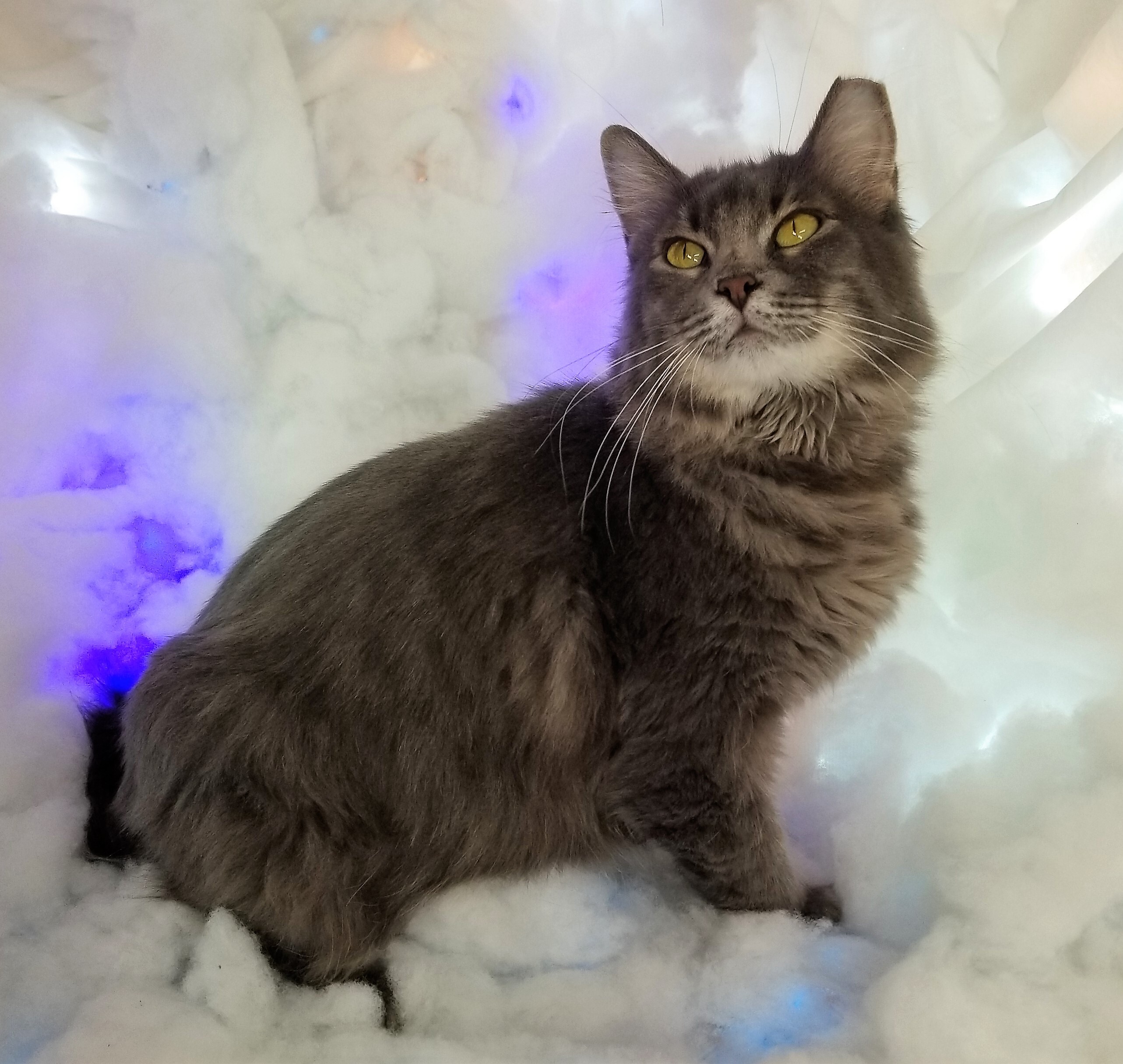 Enlarge Sissy, a Adoptable Domestic Long Hair in Vernon, TX image 2/4