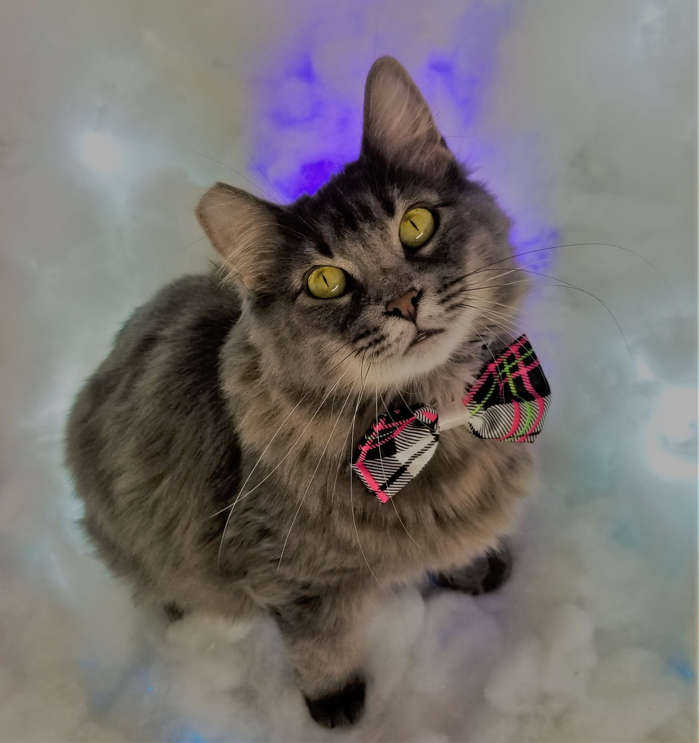 Enlarge Sissy, a Adoptable Domestic Long Hair in Vernon, TX image 3/4