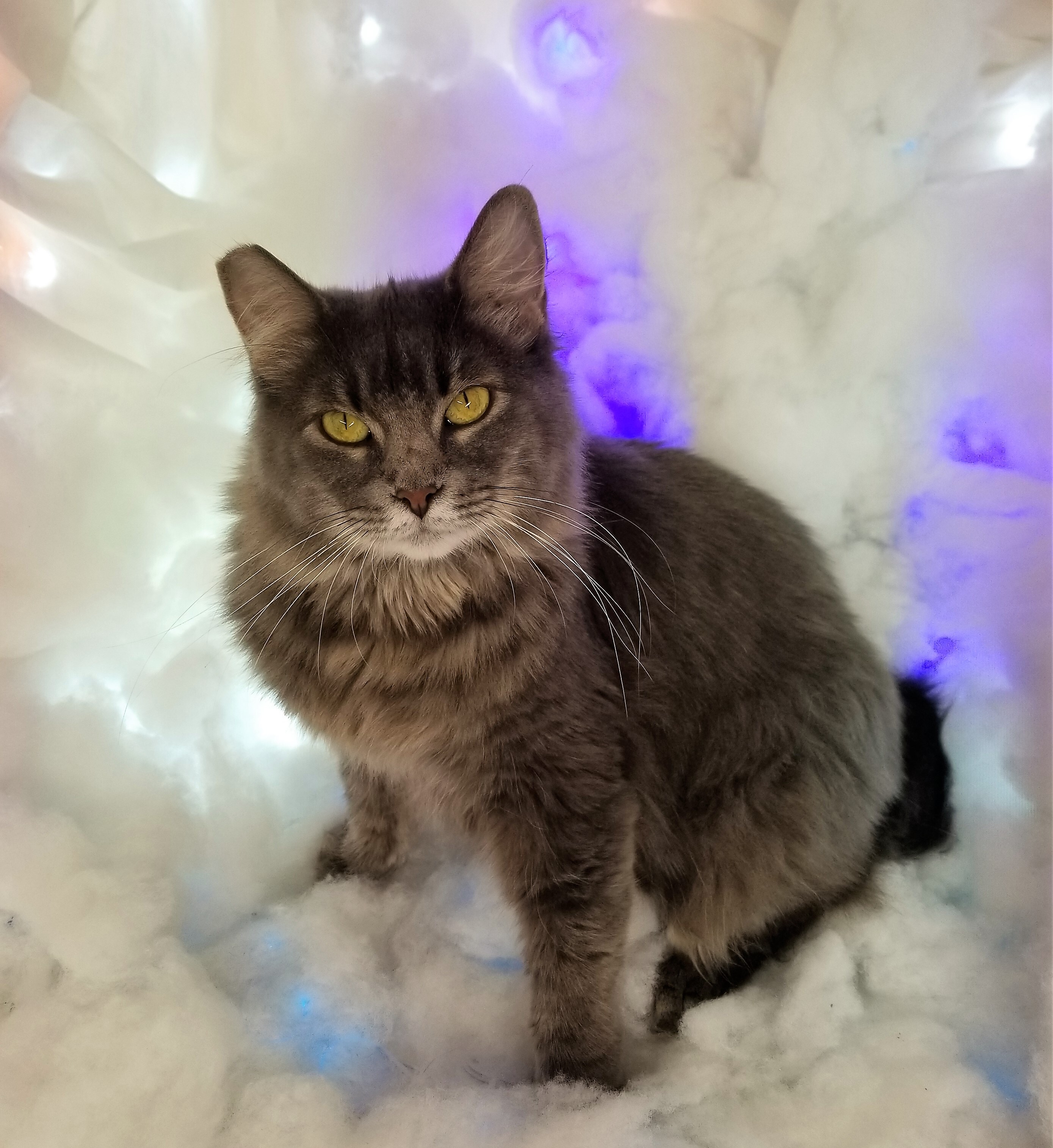 Enlarge Sissy, a Adoptable Domestic Long Hair in Vernon, TX image 4/4