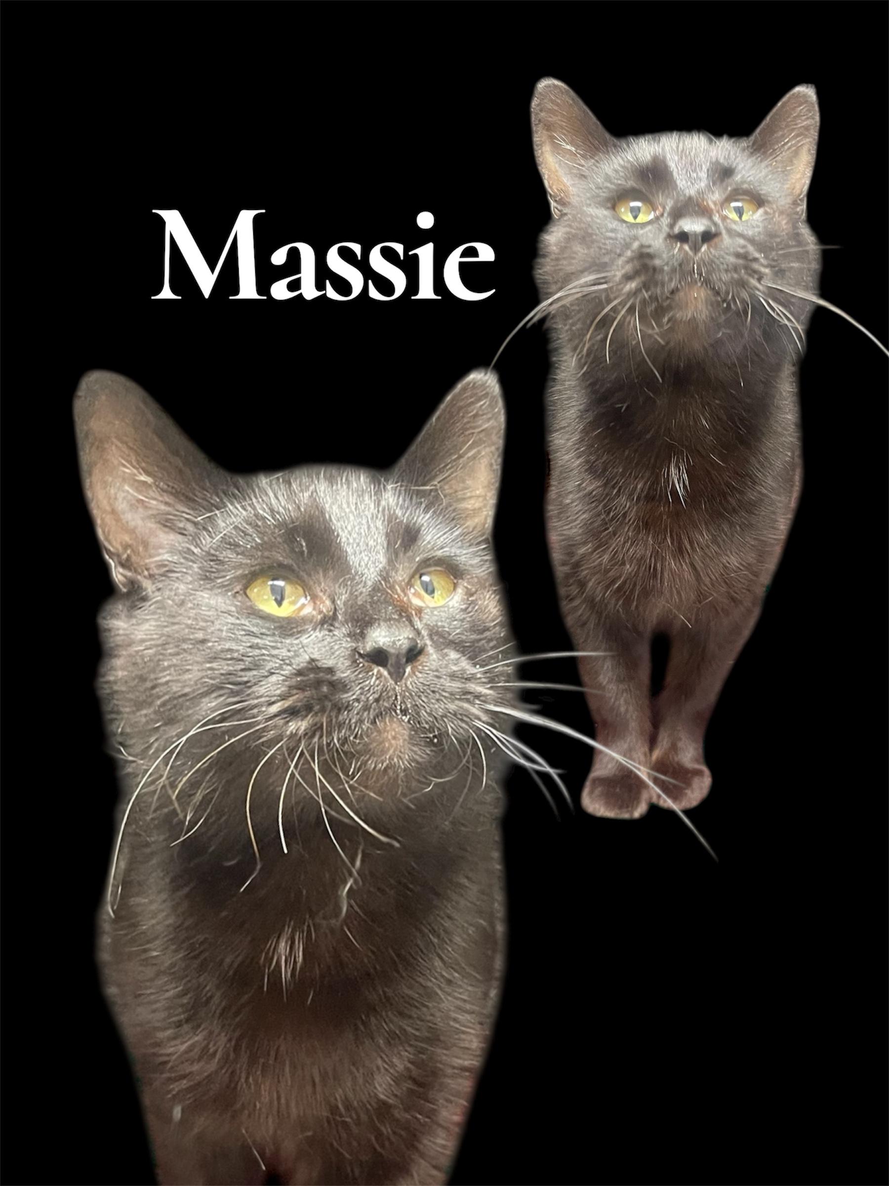 Massie, ADOPTABLE, Adult Female Domestic Short Hair.