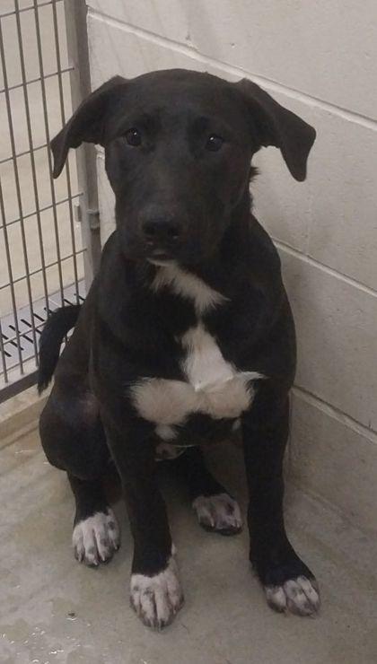 Enlarge T`Challa, a Adoptable mixed breed in Willmar, MN image 1/2