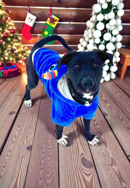 Enlarge T`Challa, a Adoptable mixed breed in Willmar, MN image 1/5