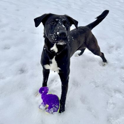 Enlarge T`Challa, a Adoptable mixed breed in Willmar, MN image 2/5