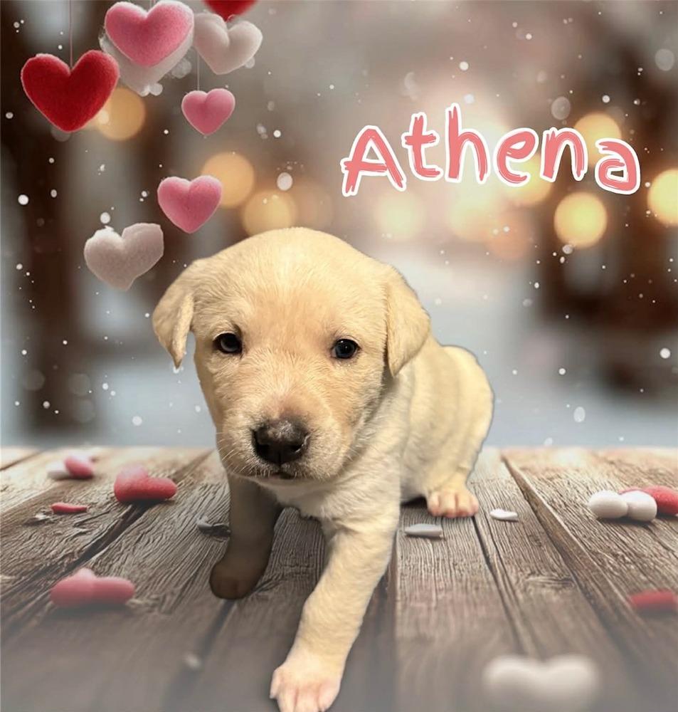 Athena, Adoptable, Puppy Female Husky & Shepherd.