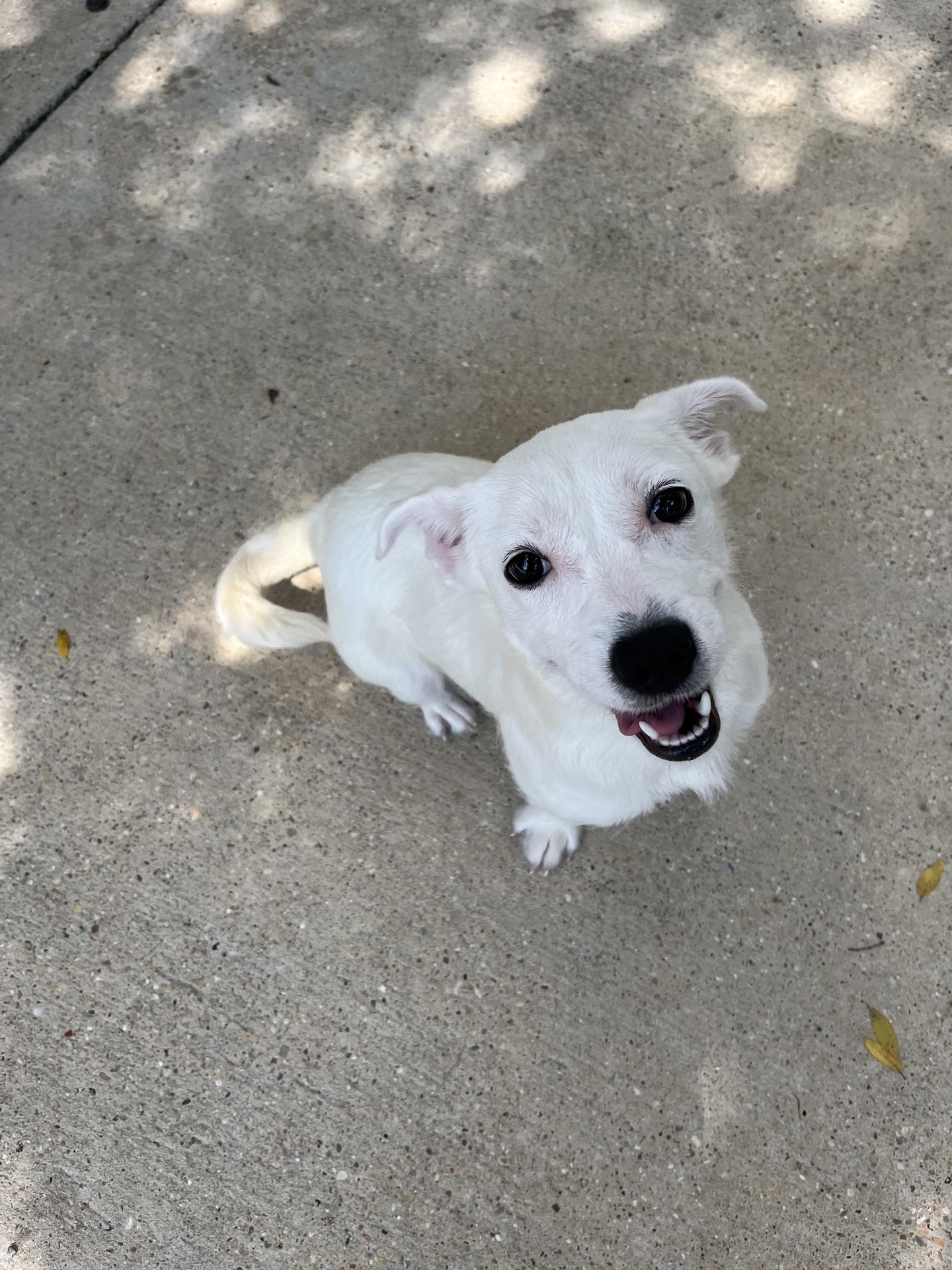 Baylee, adopted, Puppy Female Terrier & Mixed Breed.