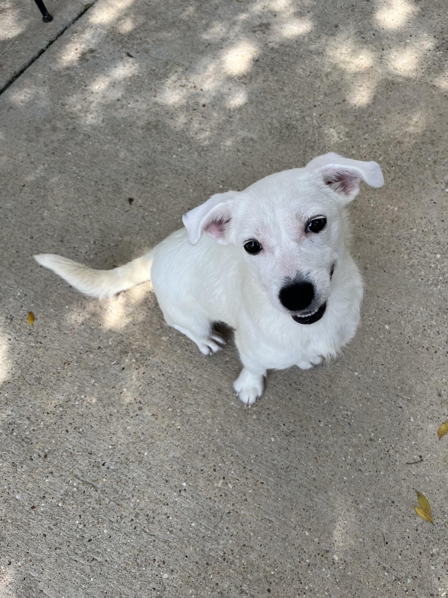 Baylee, a ADOPTABLE mixed breed in Baton Rouge, LA image 3/4