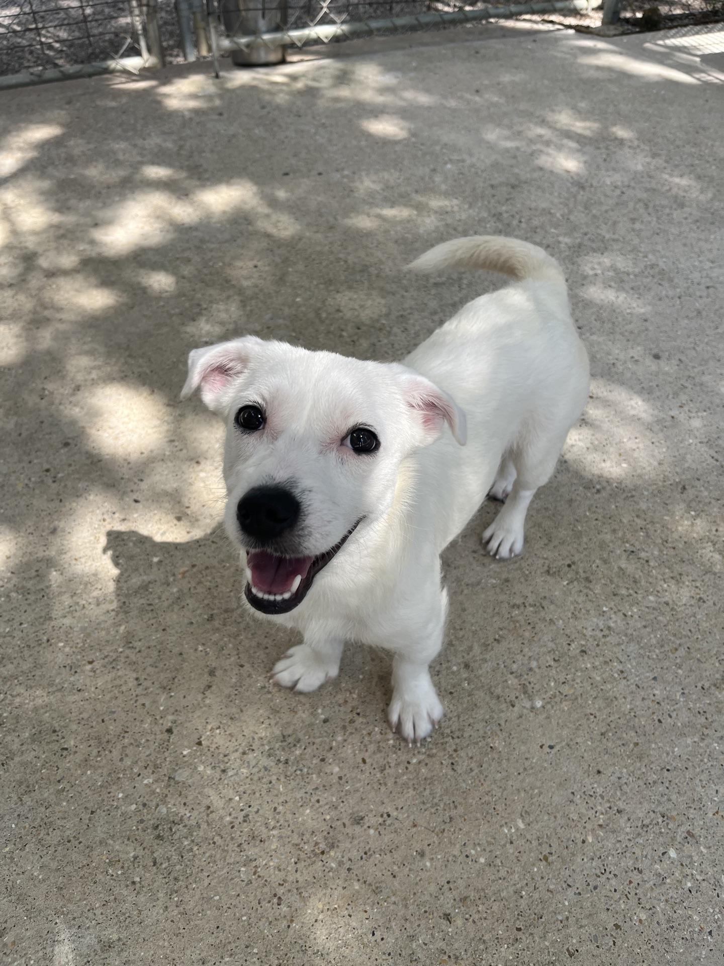 Baylee, a ADOPTABLE mixed breed in Baton Rouge, LA image 4/4