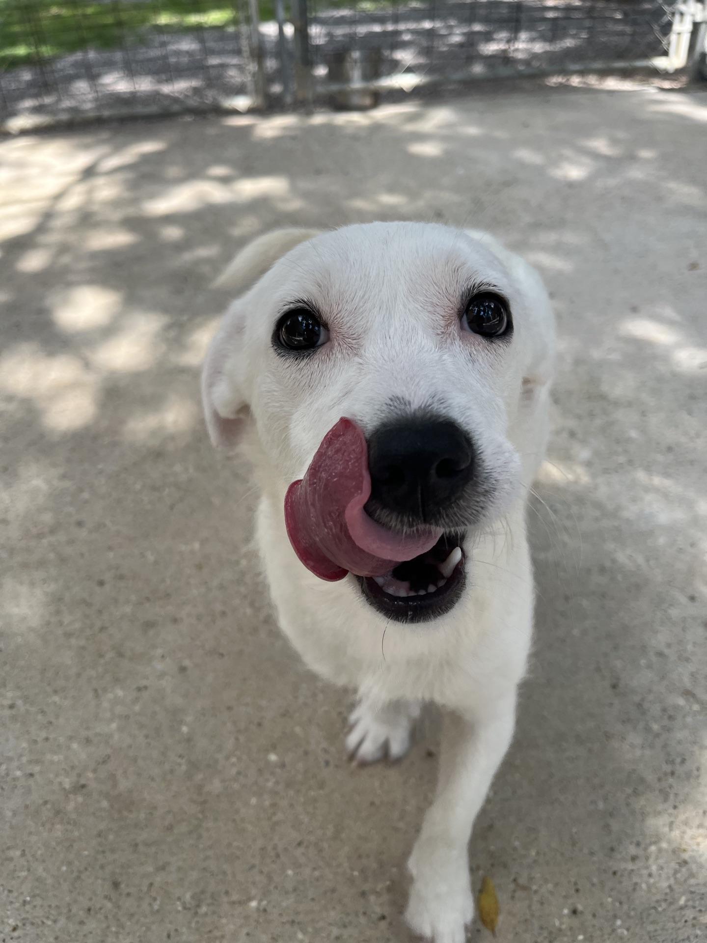Baylee, a ADOPTABLE mixed breed in Baton Rouge, LA image 2/4