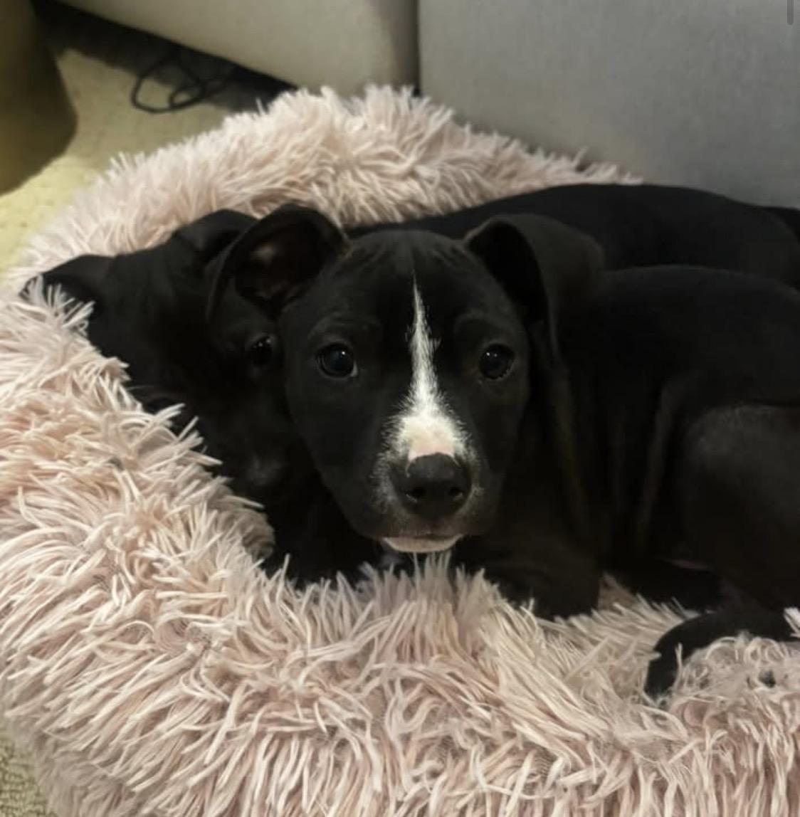 Pippin, ADOPTABLE, Puppy Male Labrador Retriever.