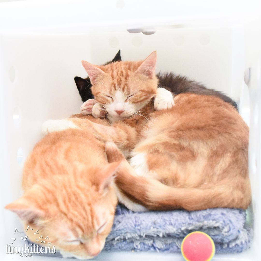 Camden, Adopted, Kitten Female Domestic Short Hair.