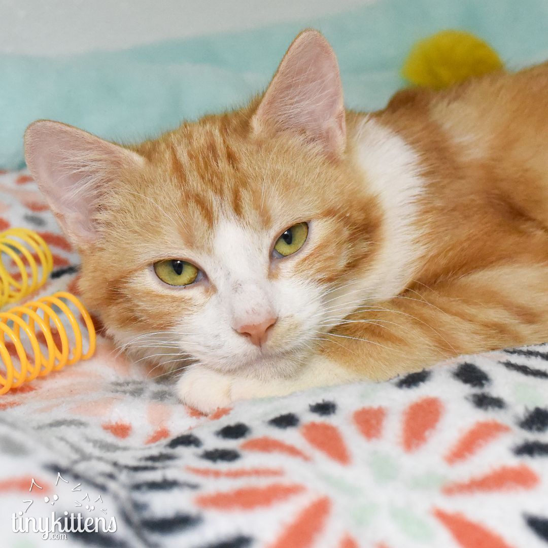 Camden, a Adopted Domestic Short Hair in Langley, BC image 2/7