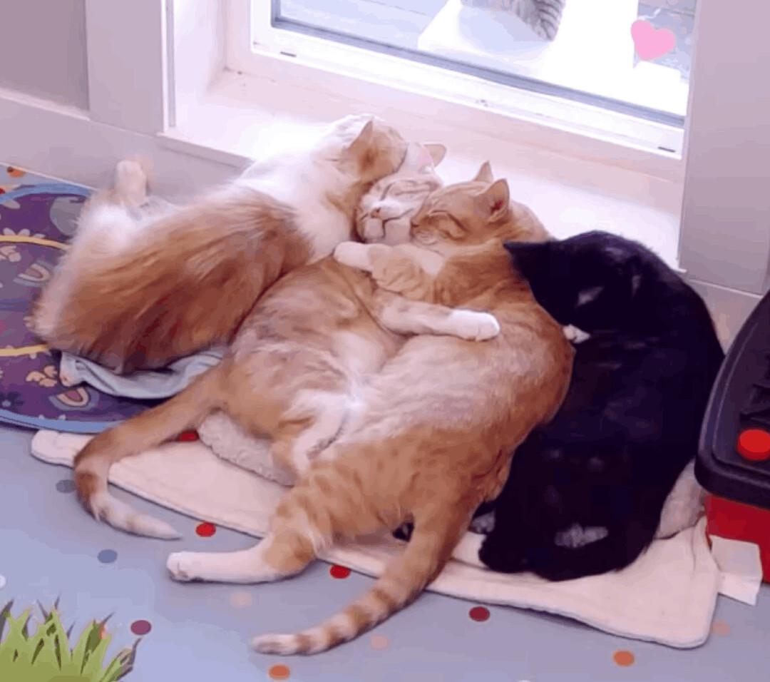 Camden, a Adopted Domestic Short Hair in Langley, BC image 3/7