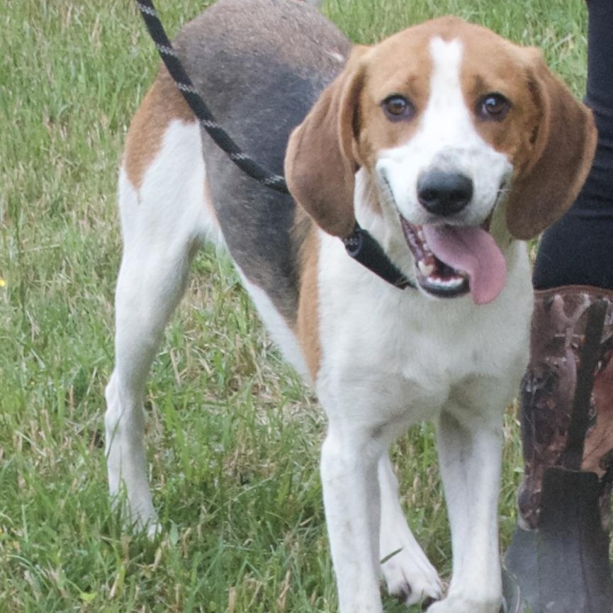Lolly, a Adoptable Hound in Gloucester, VA image 5/6