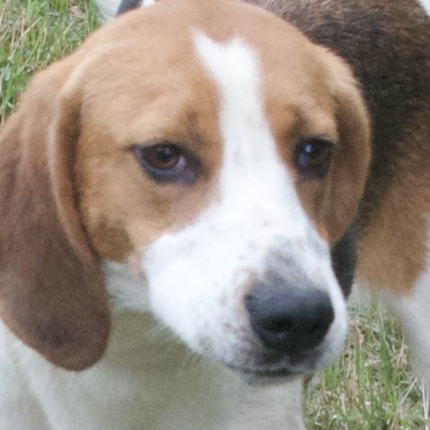 Lolly, a Adoptable Hound in Gloucester, VA image 6/6