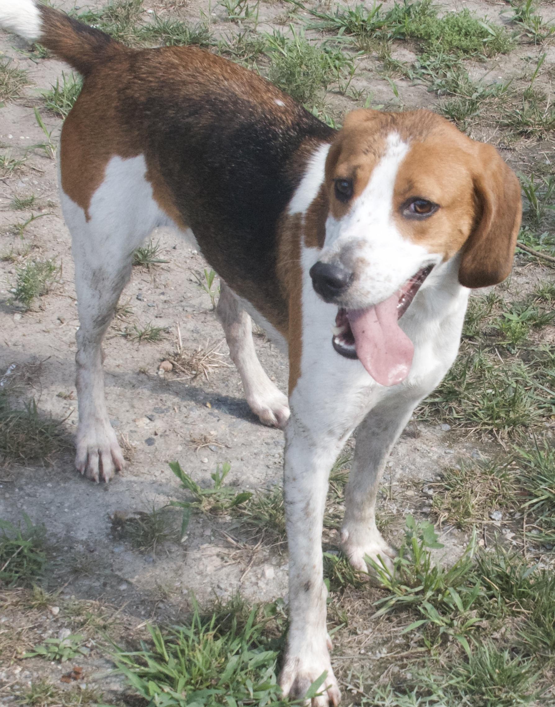 Lolly, a Adoptable Hound in Gloucester, VA image 1/6
