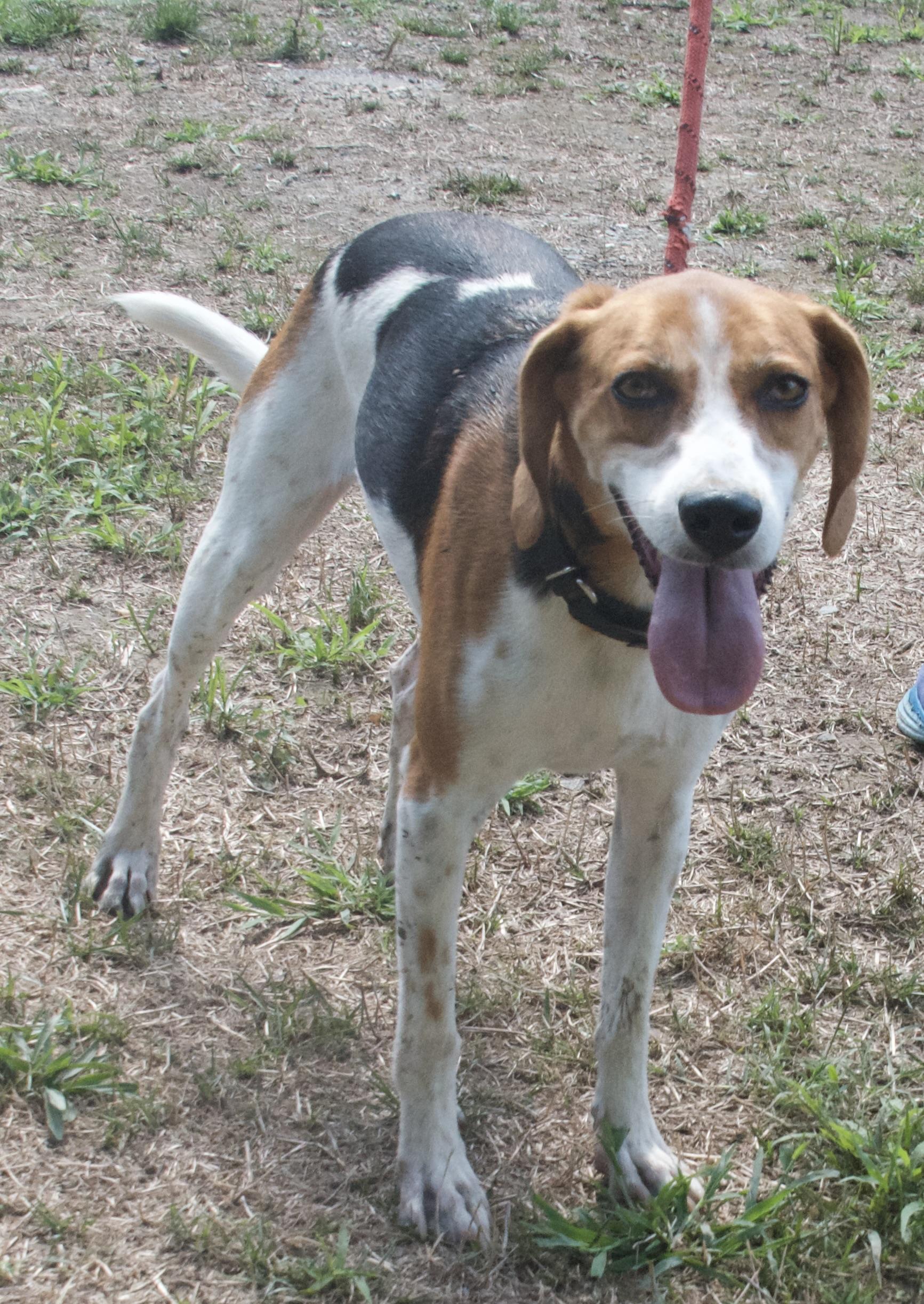 Lolly, a Adoptable Hound in Gloucester, VA image 2/6