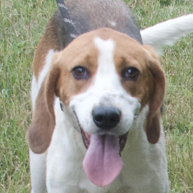 Lolly, a Adoptable Hound in Gloucester, VA image 4/6