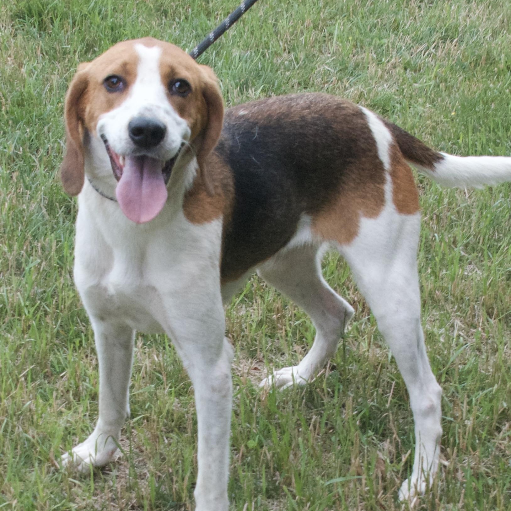 Lolly, a Adoptable Hound in Gloucester, VA image 3/6