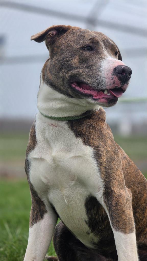 Enlarge Mufasa, a Adoptable Pit Bull Terrier in Huntington, IN image 1/1