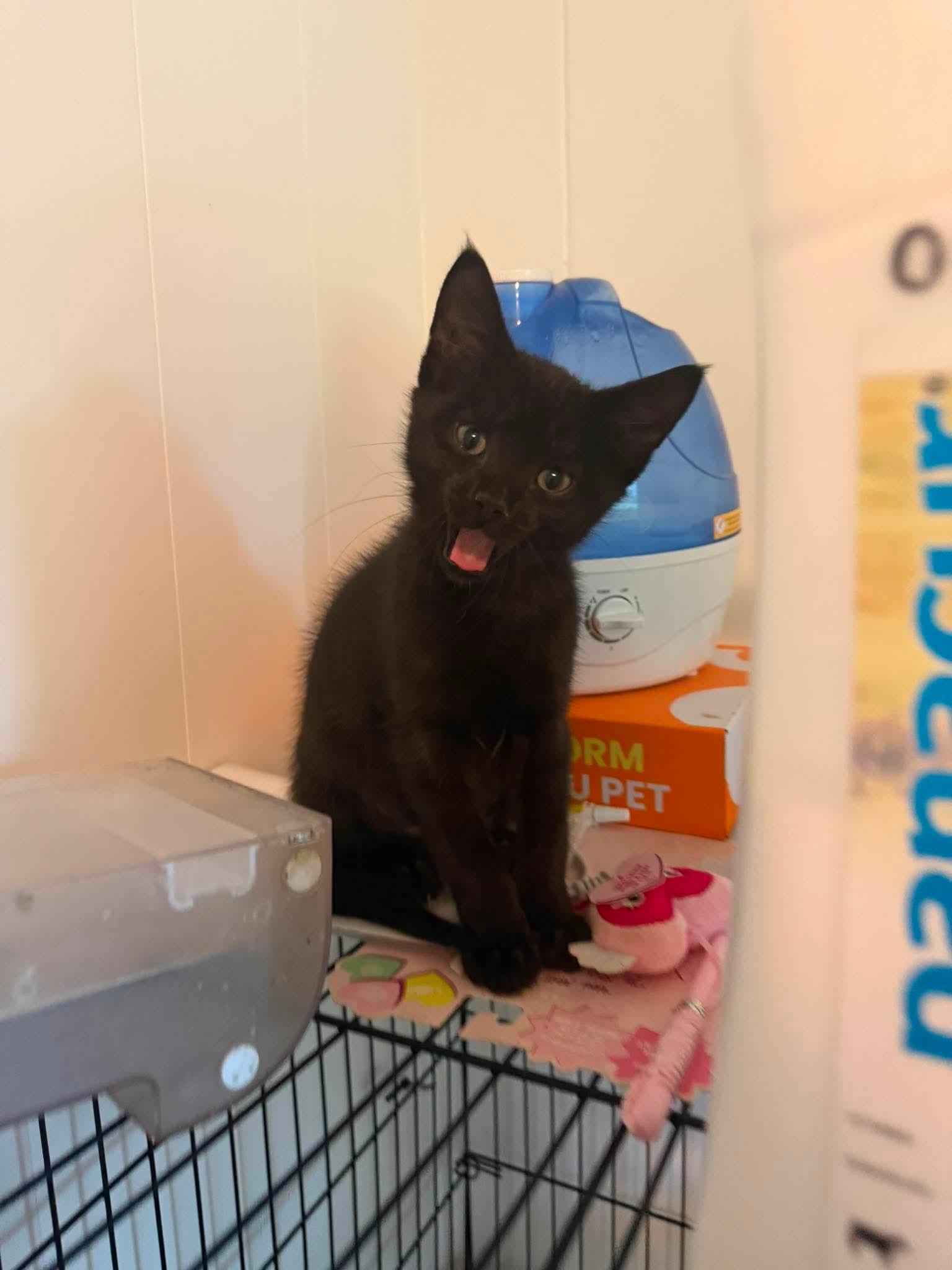 Caspian, Adopted, Kitten Male Domestic Short Hair.