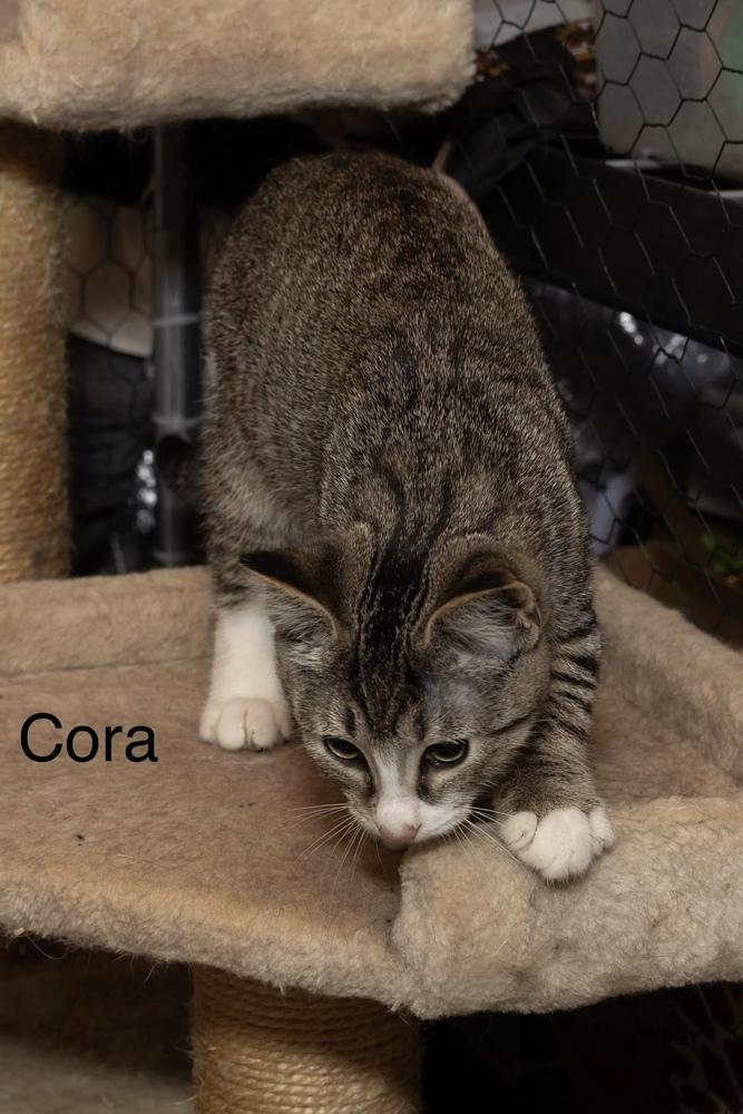 Enlarge Kitten: Cora, a Adoptable Domestic Short Hair in catonsville , MD image 1/2