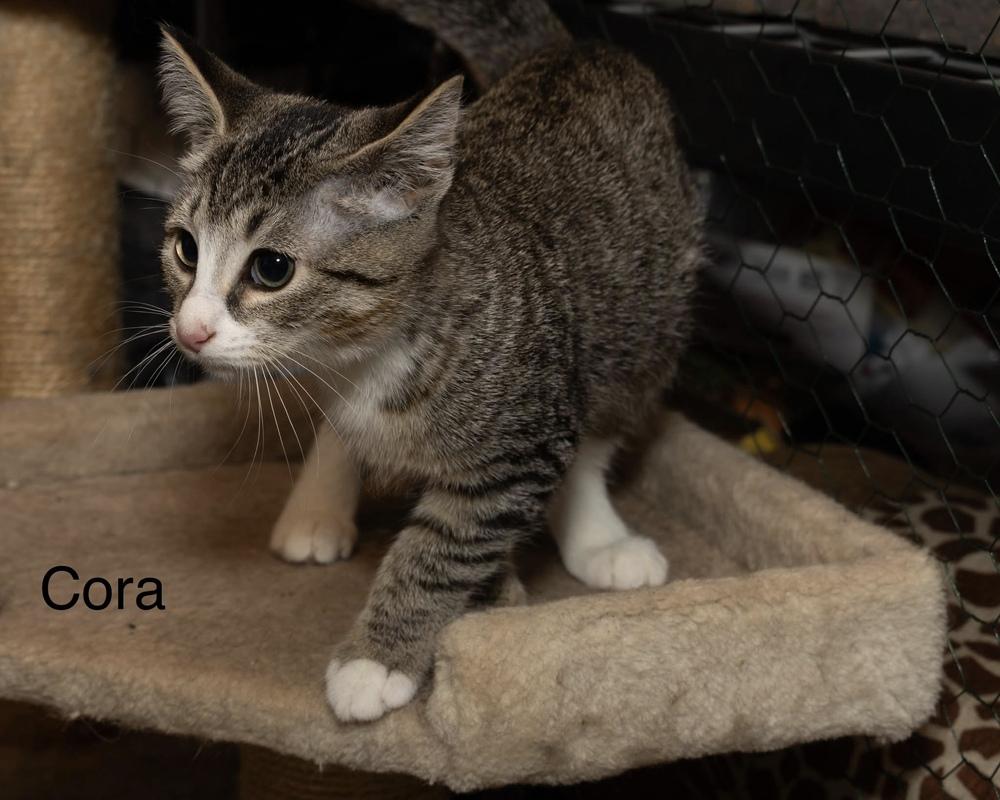 Enlarge Kitten: Cora, a Adoptable Domestic Short Hair in catonsville , MD image 2/2