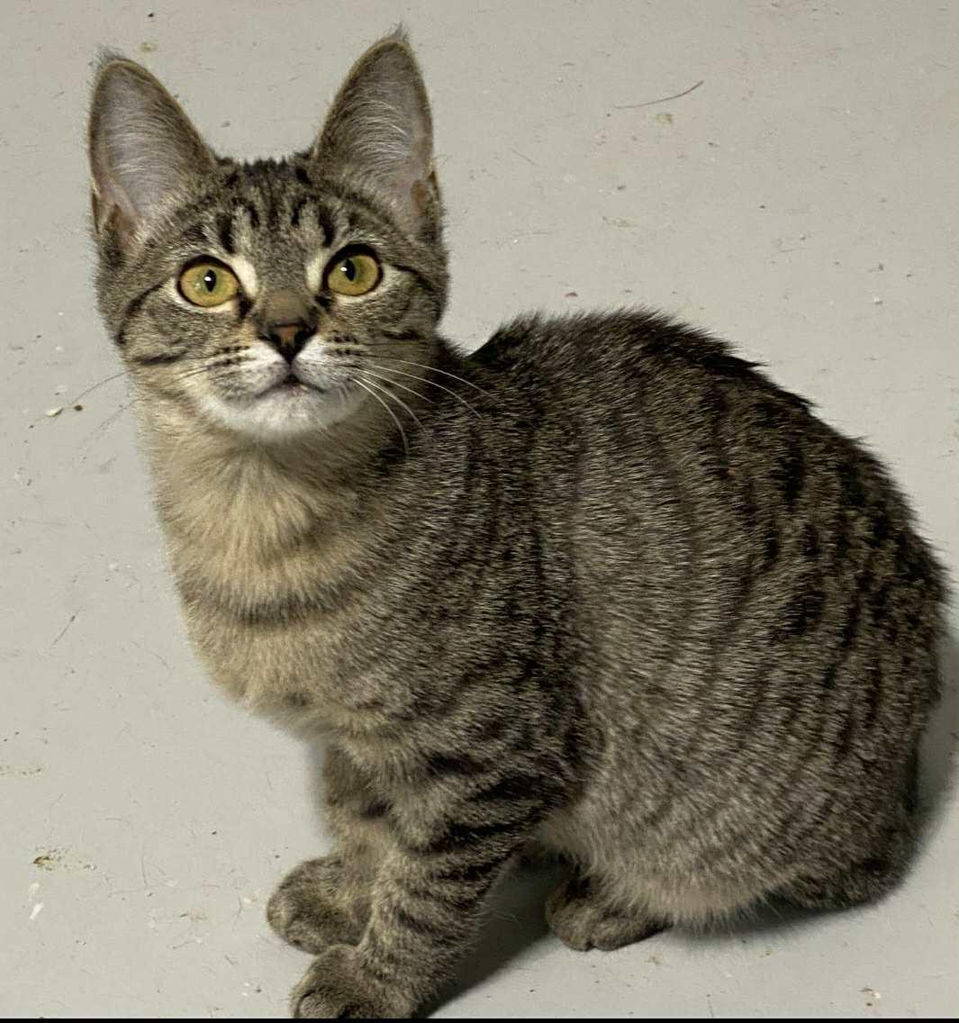 Juliette , ADOPTABLE, Kitten Female Domestic Short Hair.