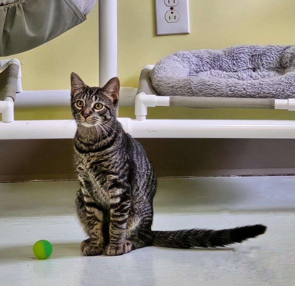 Hardy, Adoptable, Kitten Male Domestic Short Hair.