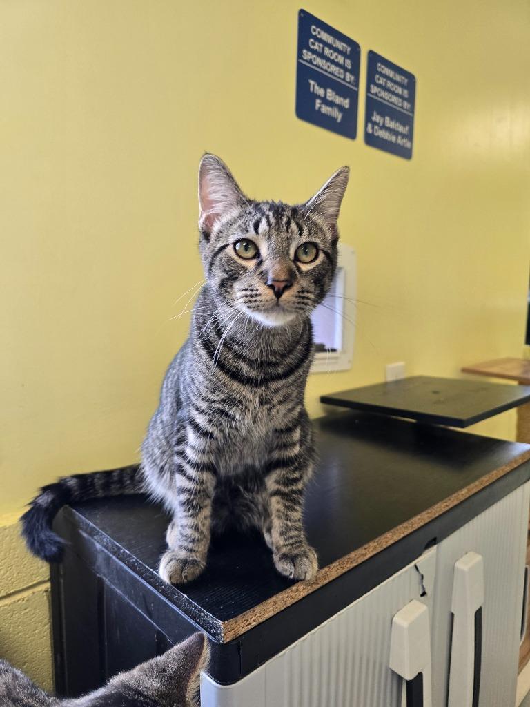 Enlarge Hardy, a Adoptable mixed breed in Blountville, TN image 2/2