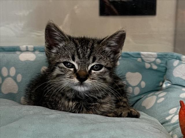 Enlarge GALANTINA, a Adoptable Domestic Short Hair in Tracy, CA image 1/1