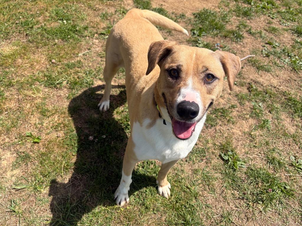 Goldie, Adoptable, Adult Female Mixed Breed.
