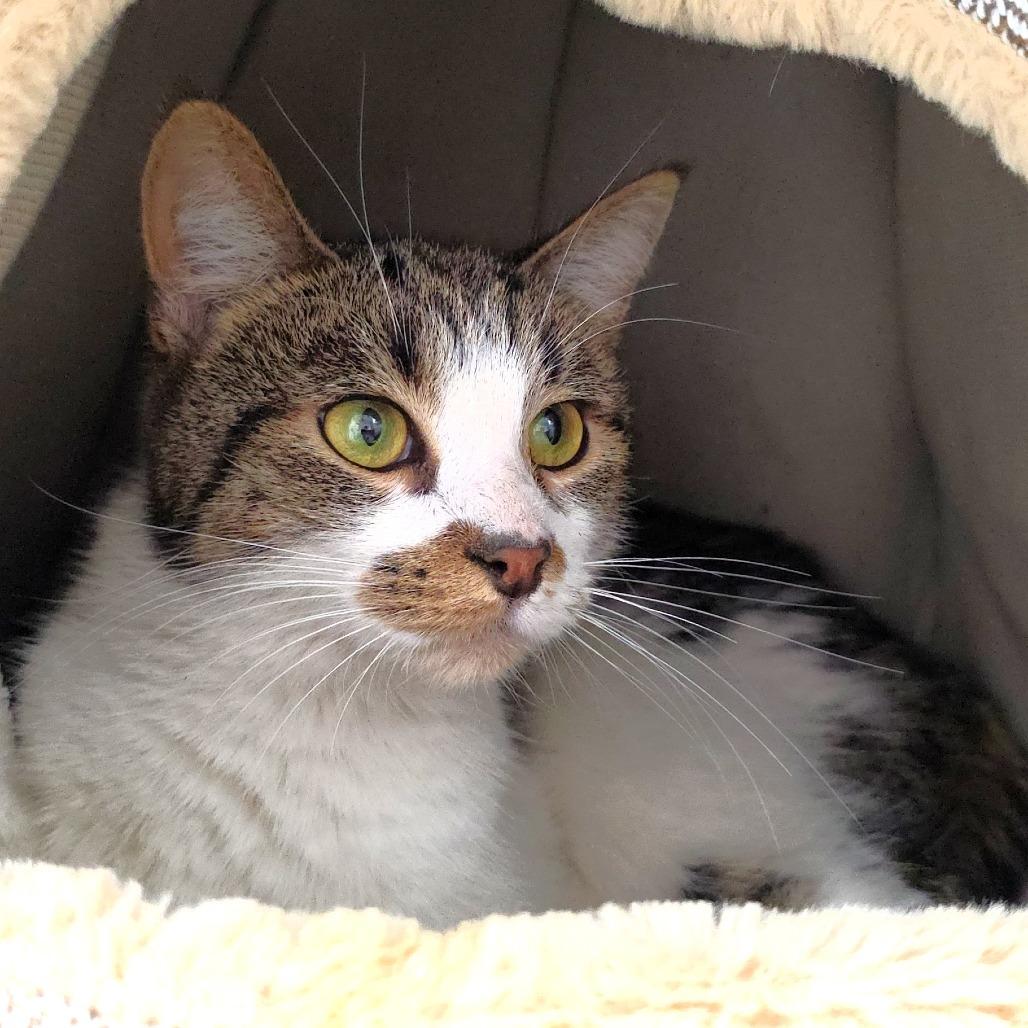 Rafter, Adoptable, Young Female Domestic Short Hair.