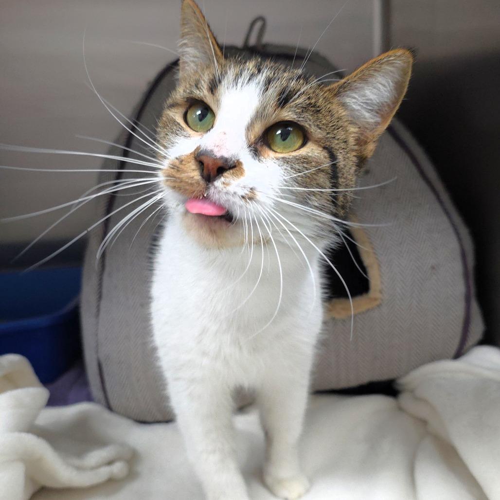 Rafter, a Adoptable Domestic Short Hair in Michigan City, IN image 2/5