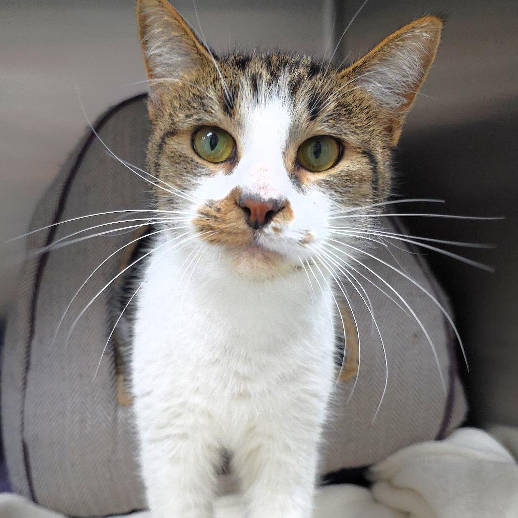 Rafter, a Adoptable Domestic Short Hair in Michigan City, IN image 3/5