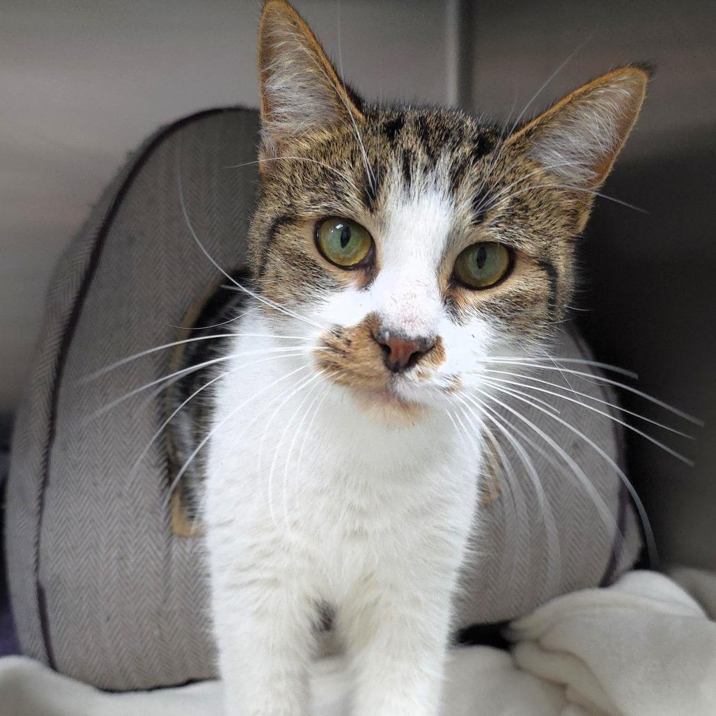 Rafter, a Adoptable Domestic Short Hair in Michigan City, IN image 4/5