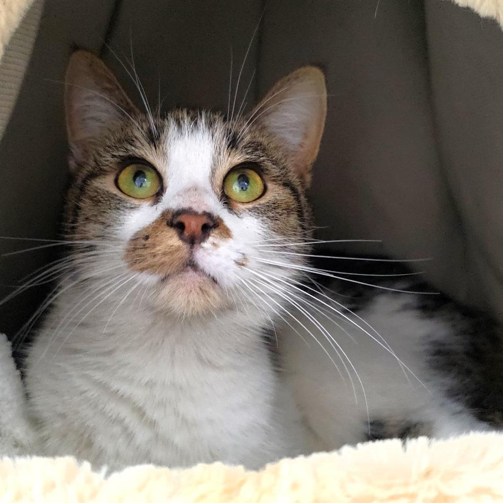 Rafter, a Adoptable Domestic Short Hair in Michigan City, IN image 5/5