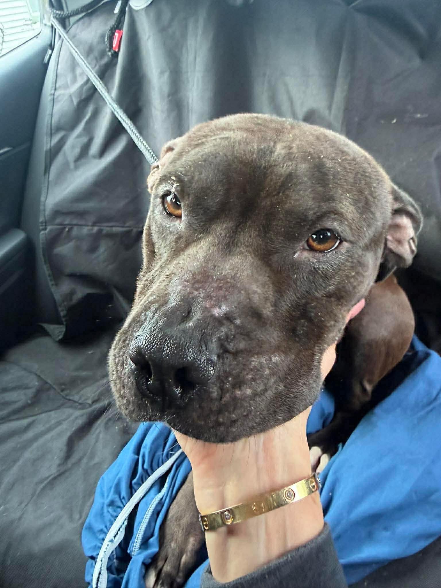 Jeremiah, ADOPTABLE, Adult Male Pit Bull Terrier.