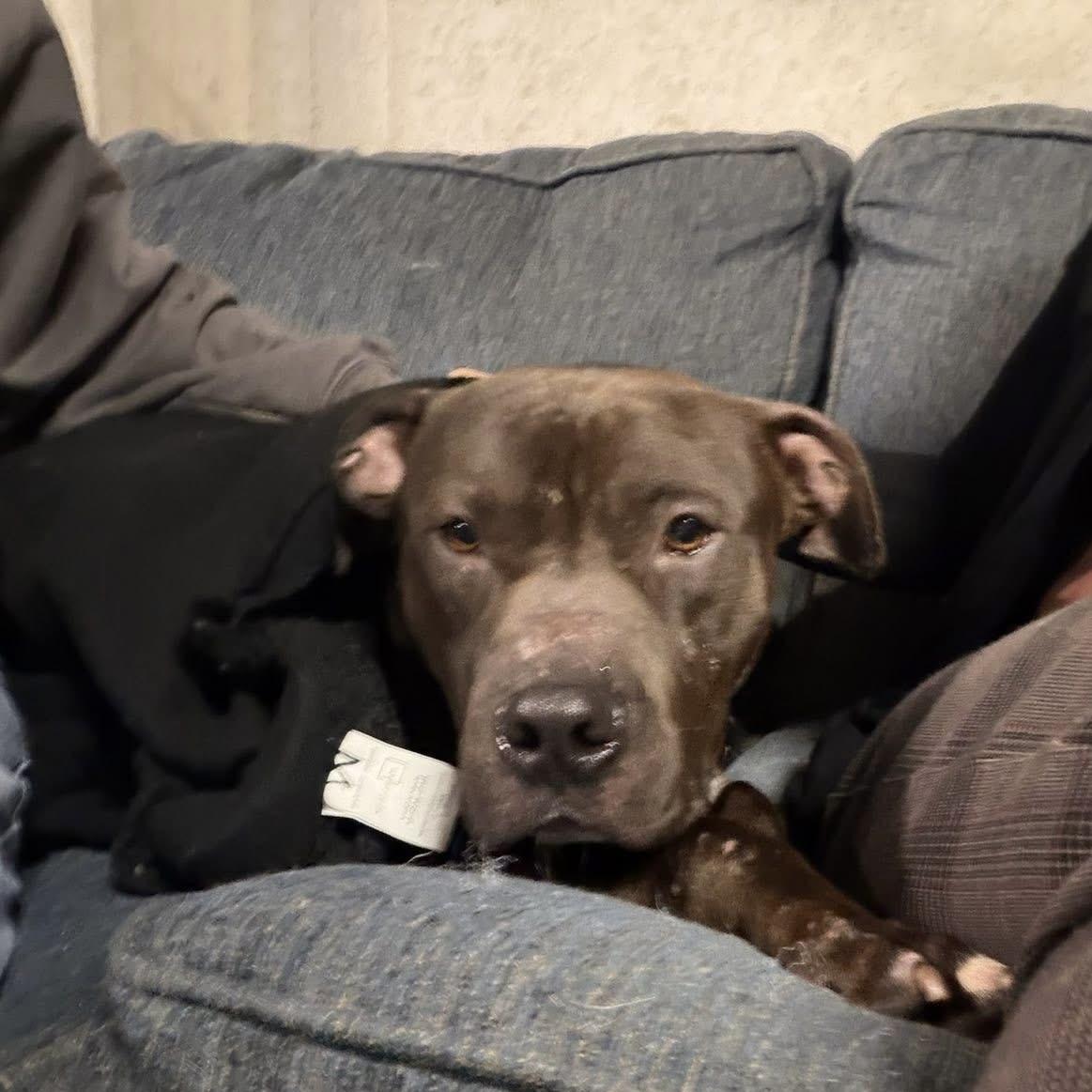 Enlarge Jeremiah, a ADOPTABLE mixed breed in Jackson , NJ image 2/5