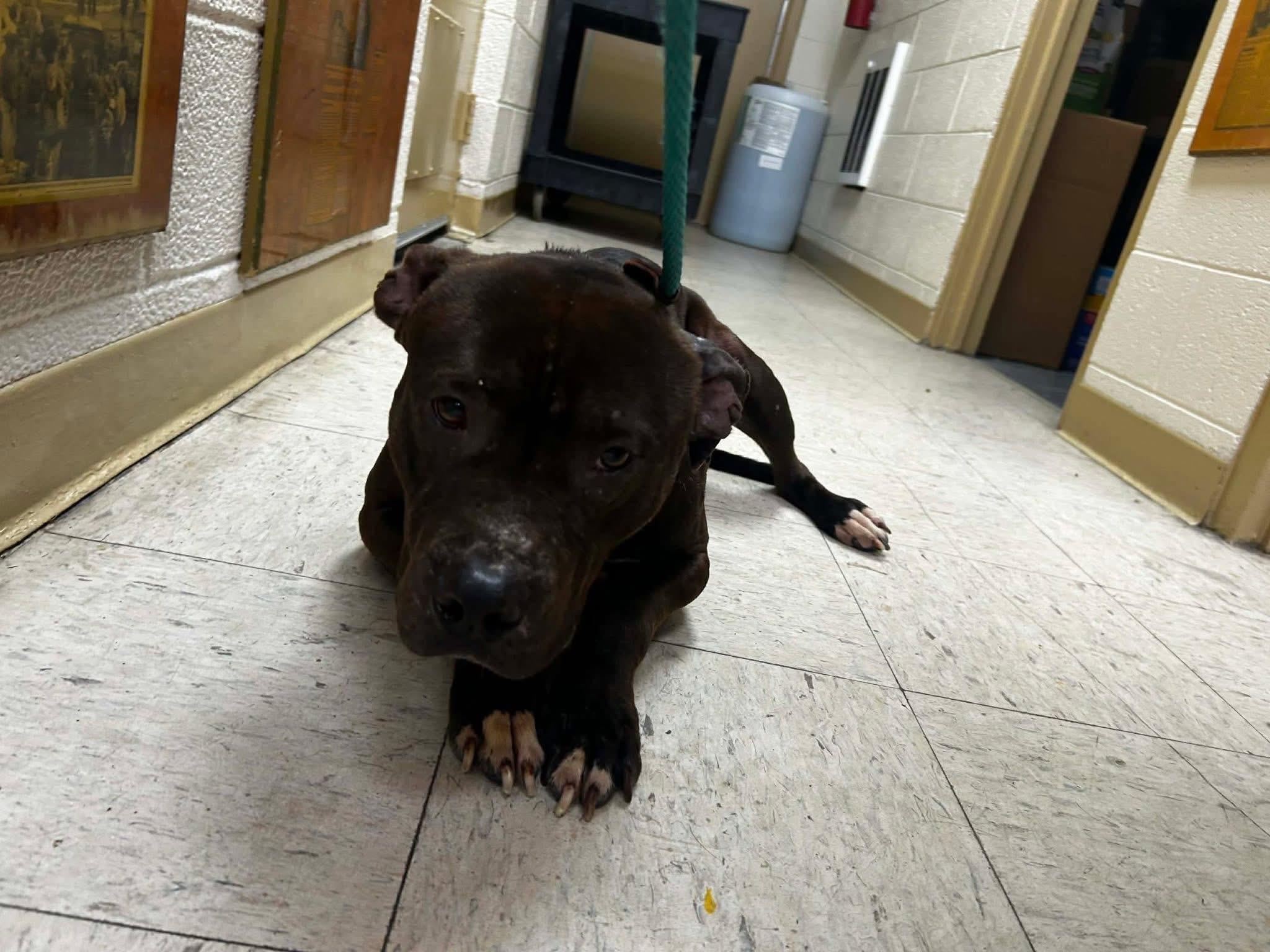 Enlarge Jeremiah, a ADOPTABLE mixed breed in Jackson , NJ image 5/5