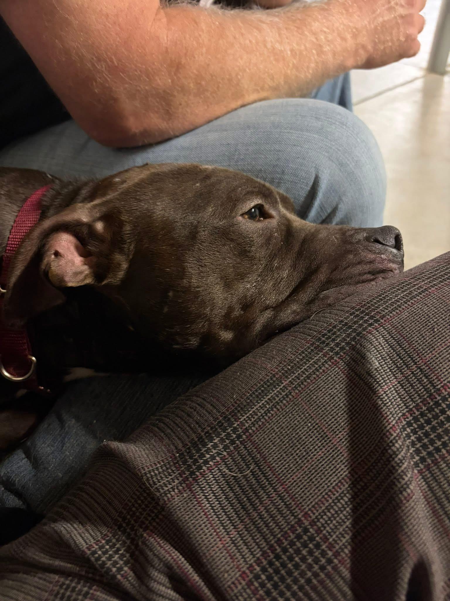 Enlarge Jeremiah, a ADOPTABLE mixed breed in Jackson , NJ image 3/5