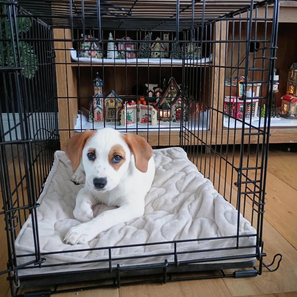 Tilly, Adoptable, Puppy Female Mixed Breed.