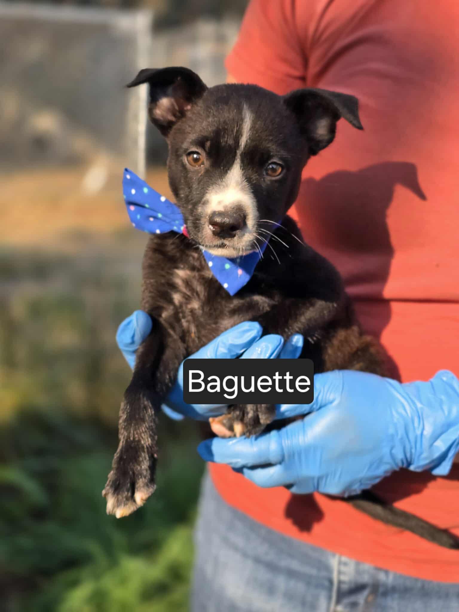 Baguette
