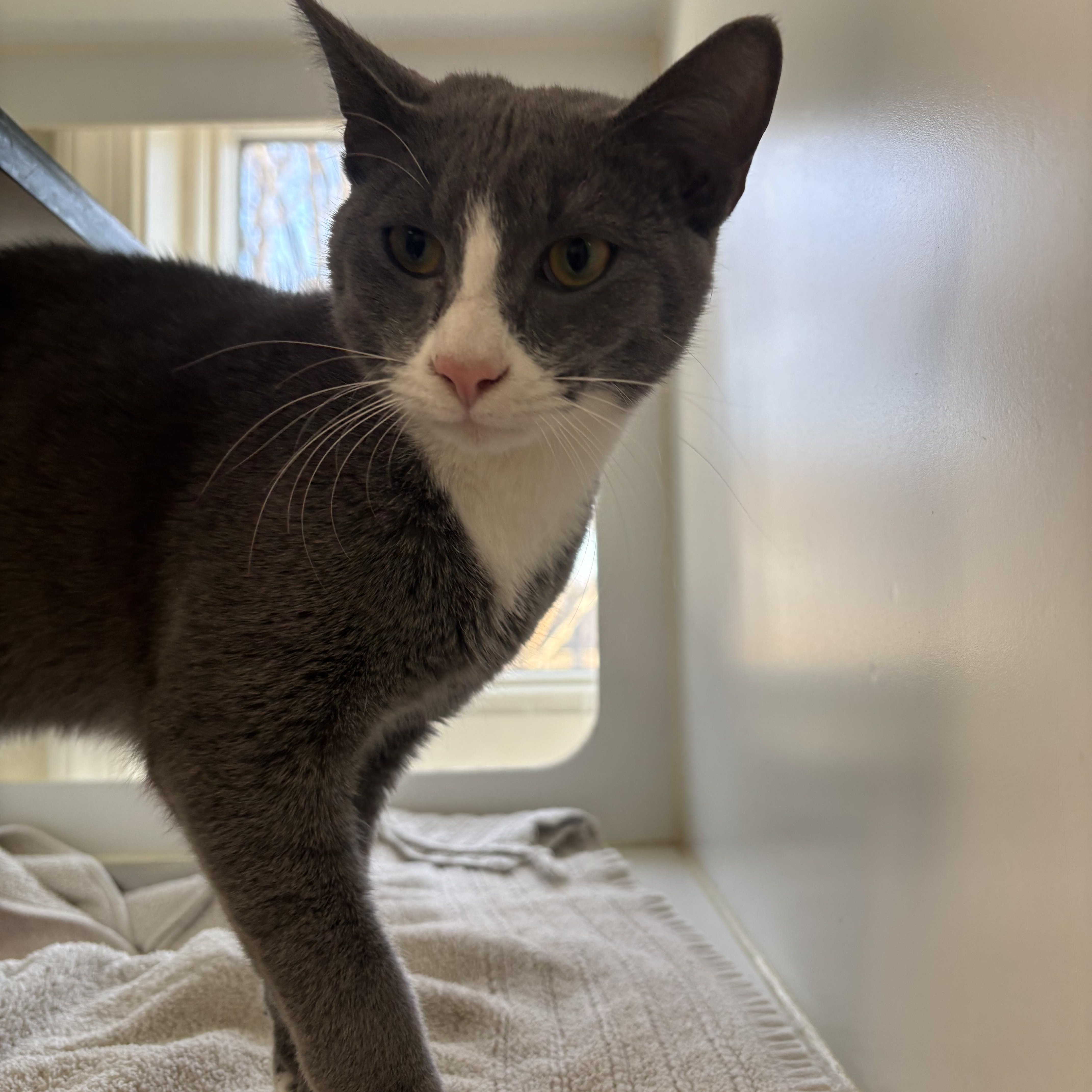 Enlarge Chino - 6 MONTHS - FROM A CROWDED HOUSE TO YOUR QUIET LAP!, an adopted American Shorthair in Bristow, VA image 1/3