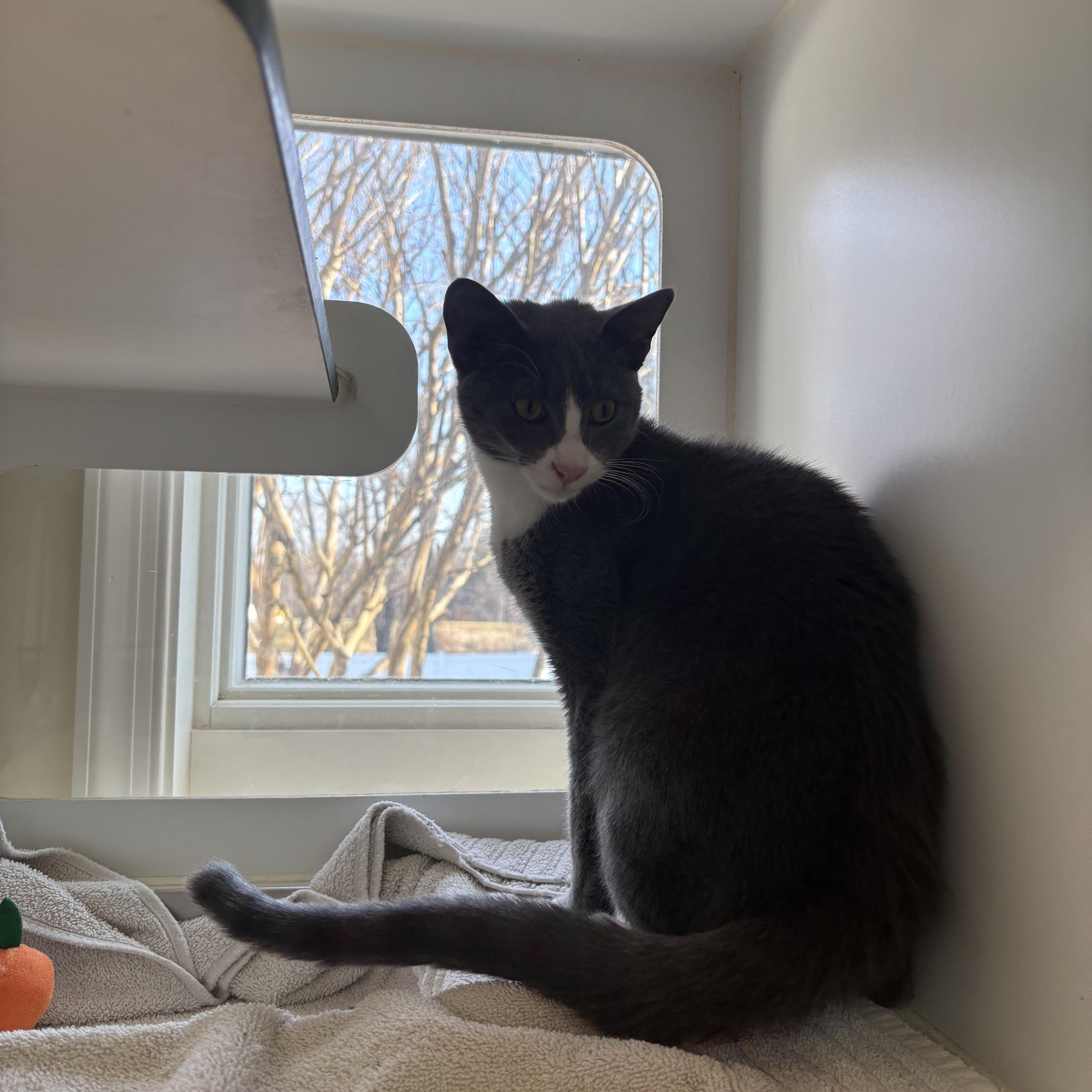 Enlarge Chino - 6 MONTHS - FROM A CROWDED HOUSE TO YOUR QUIET LAP!, an adopted American Shorthair in Bristow, VA image 2/3