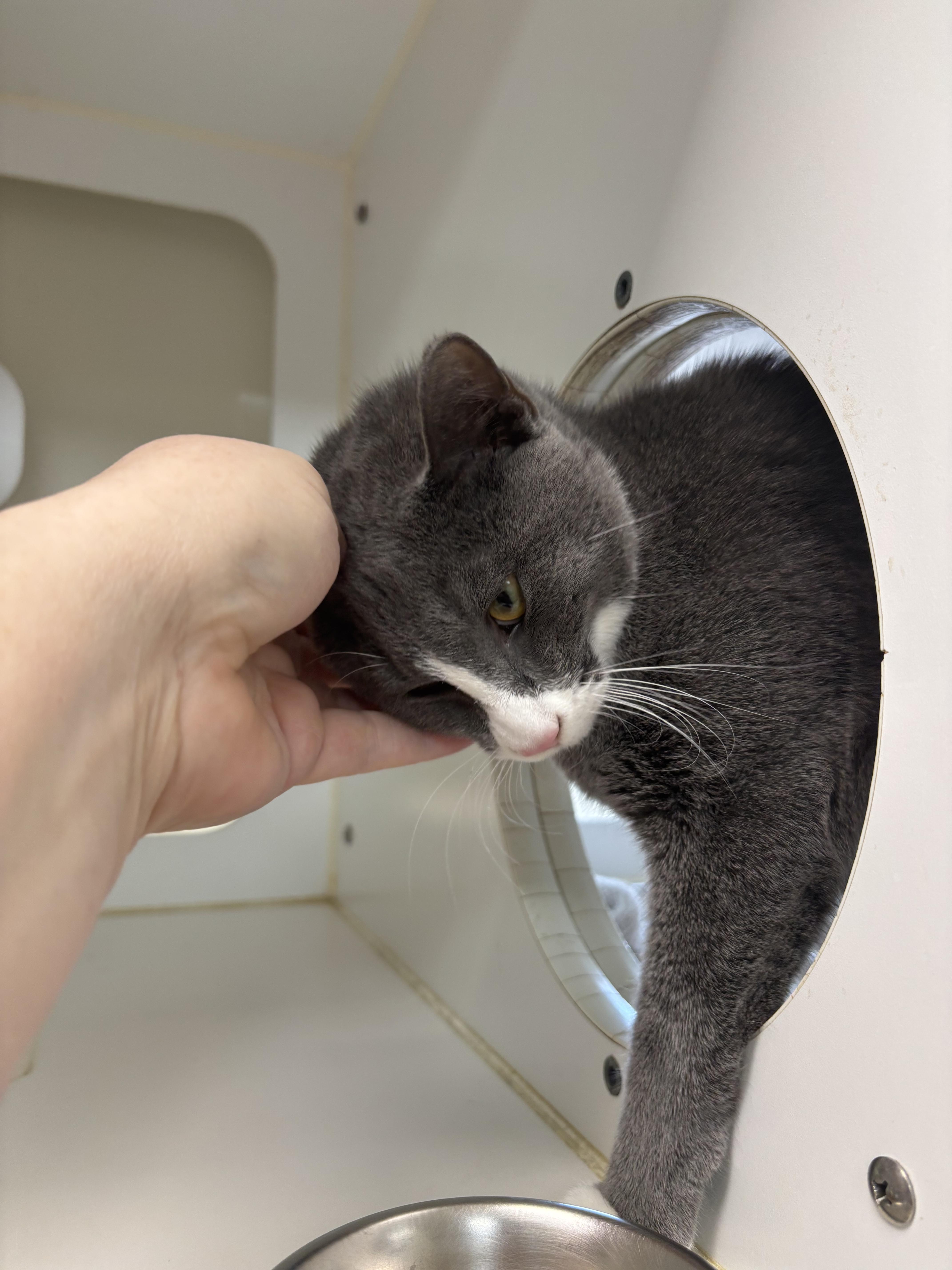 Enlarge Chino - 6 MONTHS - FROM A CROWDED HOUSE TO YOUR QUIET LAP!, an adopted American Shorthair in Bristow, VA image 3/3