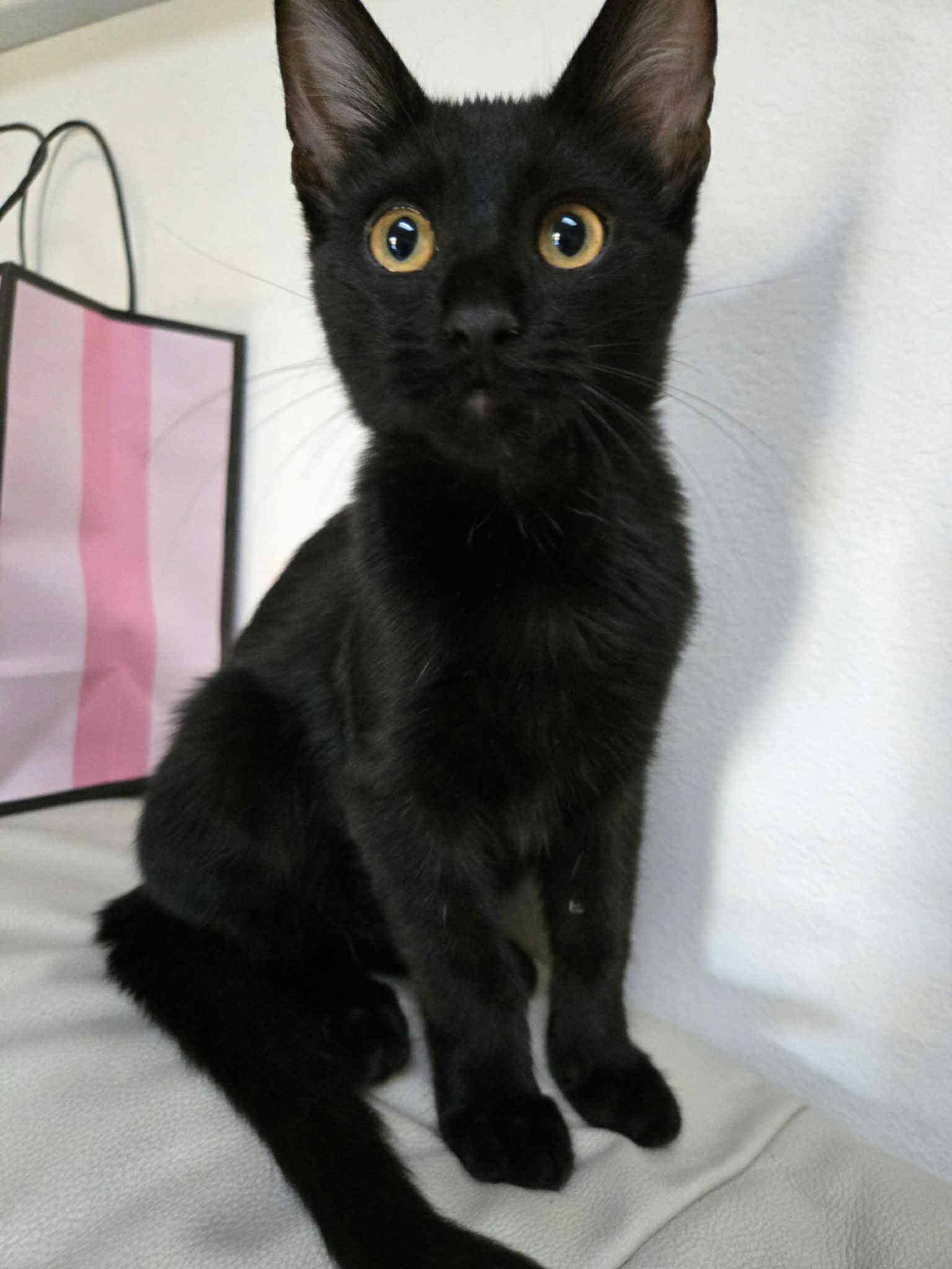 Castor, Adoptable, Kitten Male American Shorthair.